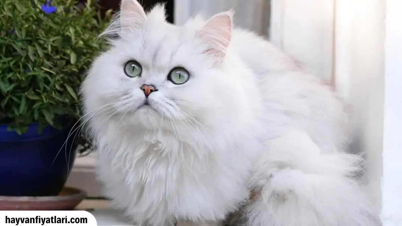 Satilik Chinchilla Kedi Fiyatlari Sahibinden 1