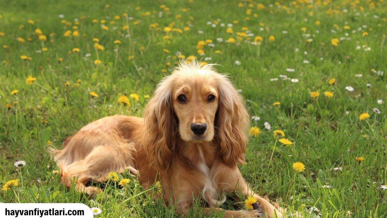 2026 cocker fiyatları spaniel yavru