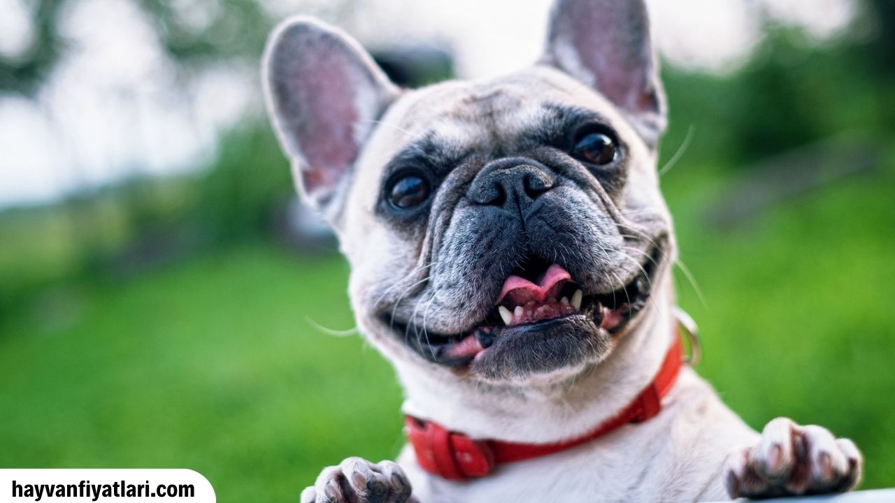 Satilik Fransiz Bulldog Fiyatlari Sahibinden