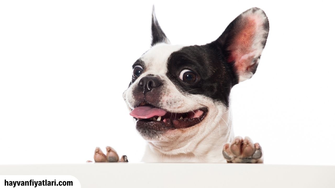 Satilik Fransiz Bulldog Fiyatlari