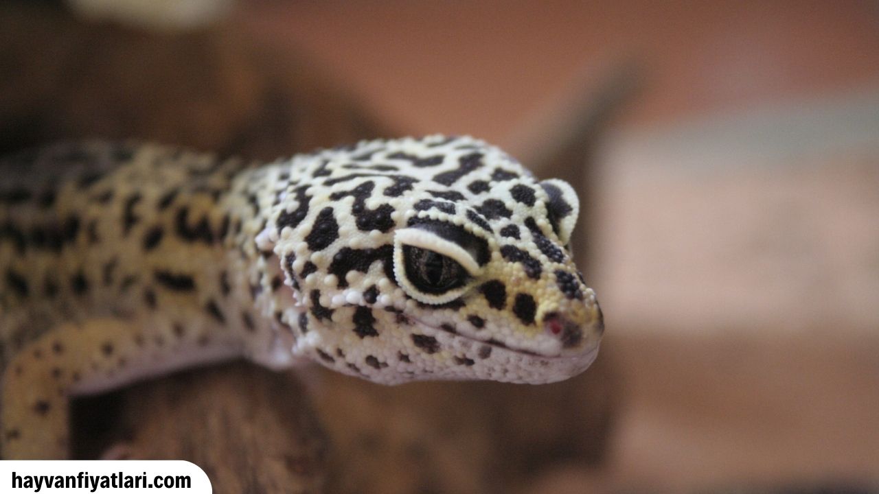 Satilik Gecko Fiyatlari Sahibinden