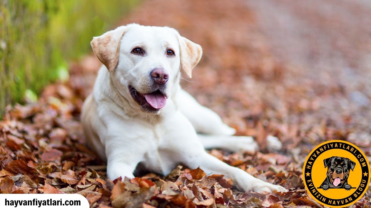 2026 Labrador Köpek Fiyatları — sarı Labrador yavru