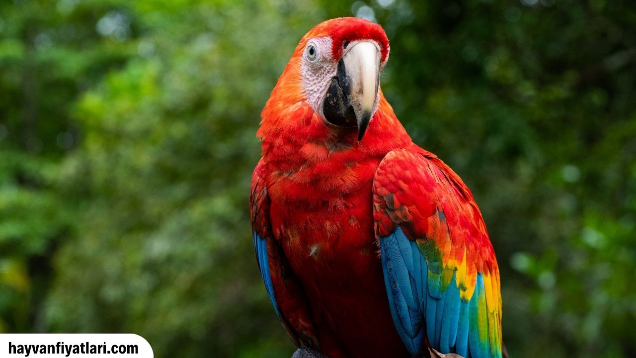 Satilik Macaw Papagani Fiyatlari Sahibinden