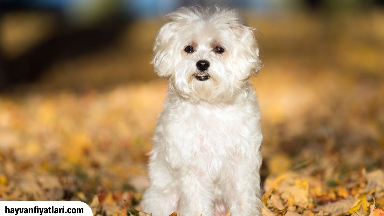 Satılık Malta köpeği fiyatları ve sahiplenme tavsiyesi