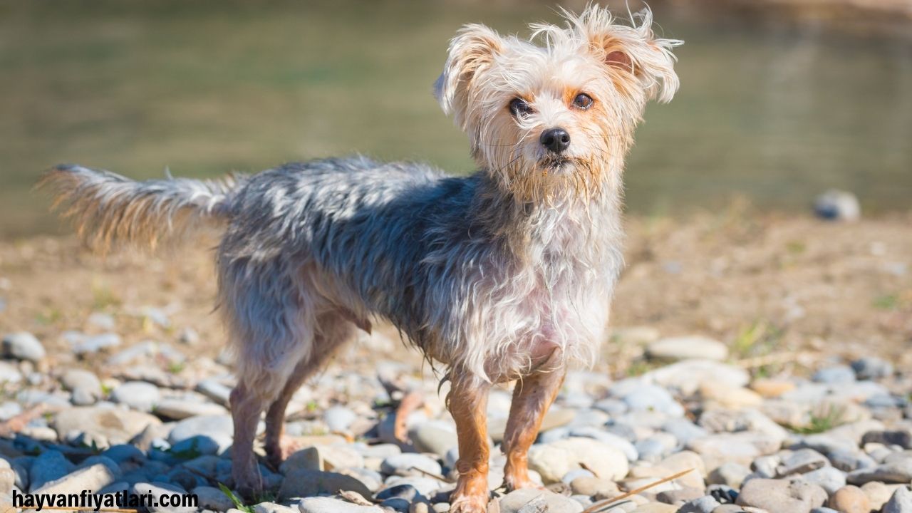 Satilik Morkie Fiyatlari Sahibinden 2