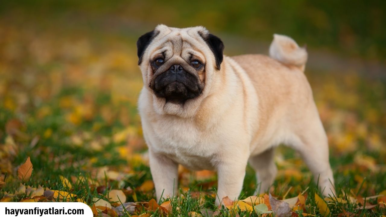 Satilik Pug 700 TL
