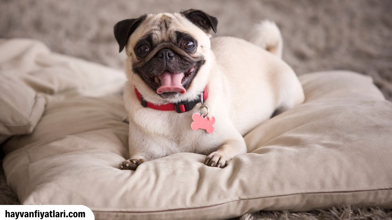 Satilik Pug Fiyatlari Sahibinden