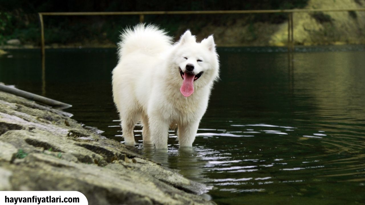Satilik Samoyed Fiyatlari Sahibinden