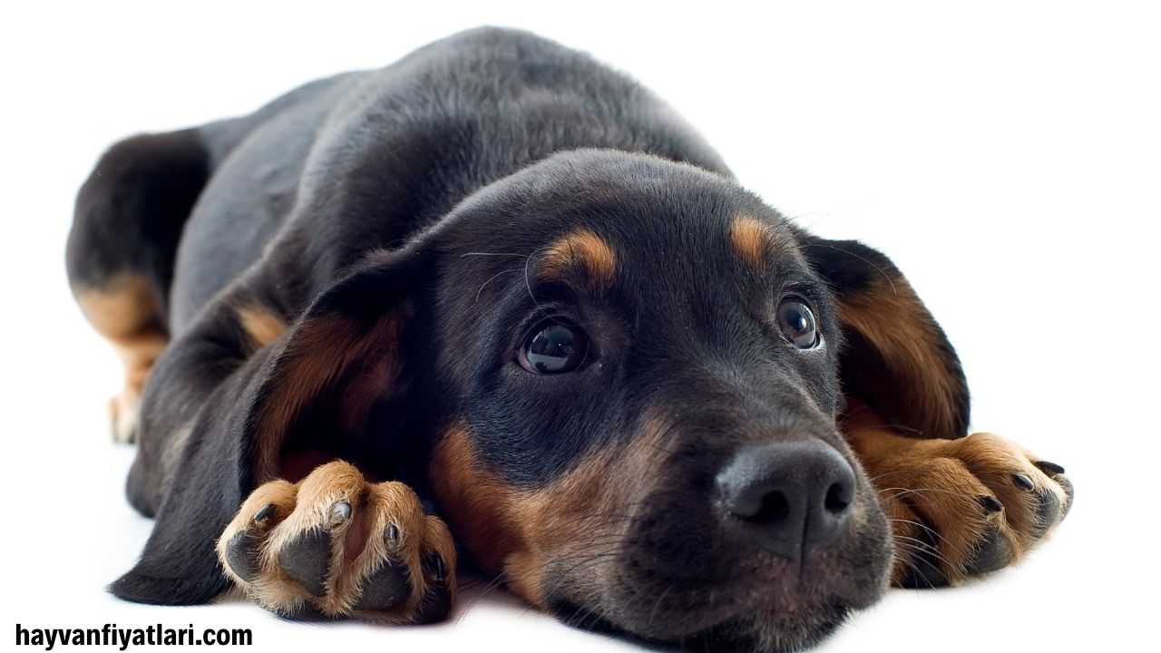 Satilik Yavru Doberman Fiyatlari Sahibinden