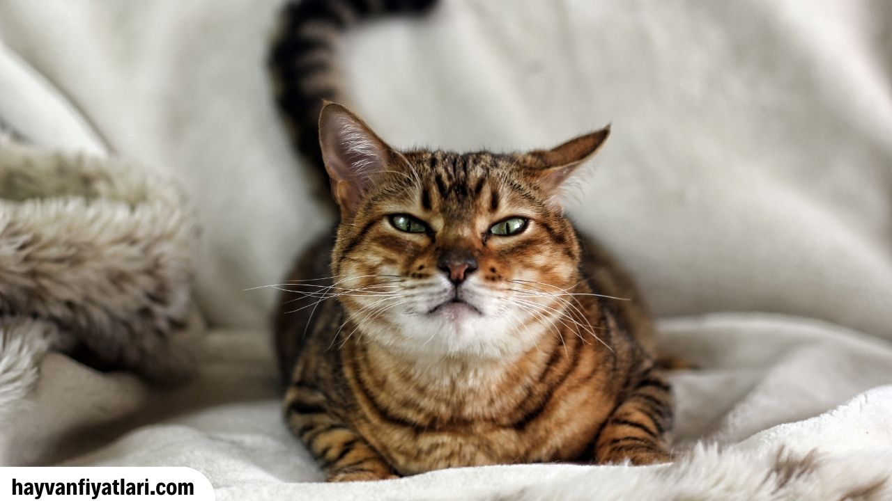Savannah Kedisi Fiyatlari