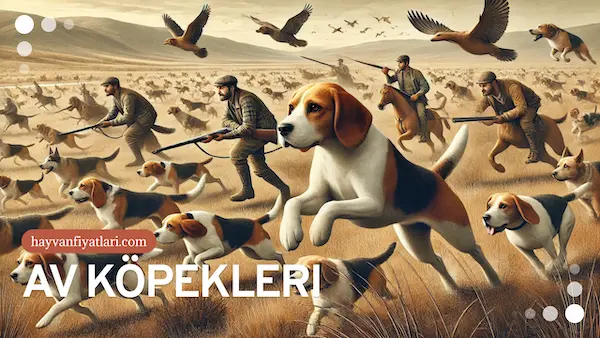 av kopegi fiyatlari 2