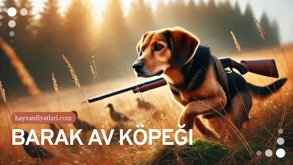 barak av kopegi fiyatlari