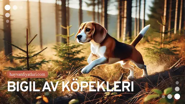 bigil av kopegi fiyatlari