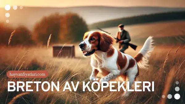 breton av kopegi fiyatlari