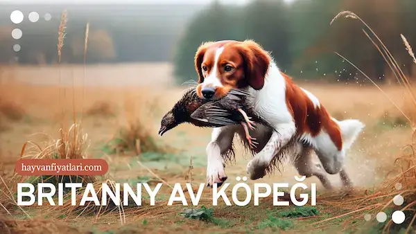 brittany av kopegi fiyatlari