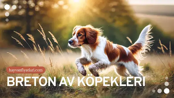 epagneul breton av kopegi fiyatlari (1)