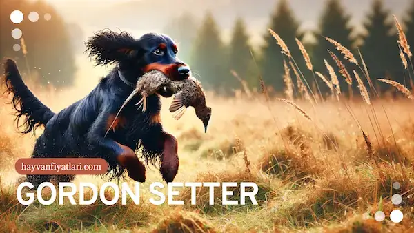 gordon setter av kopegi fiyatlari