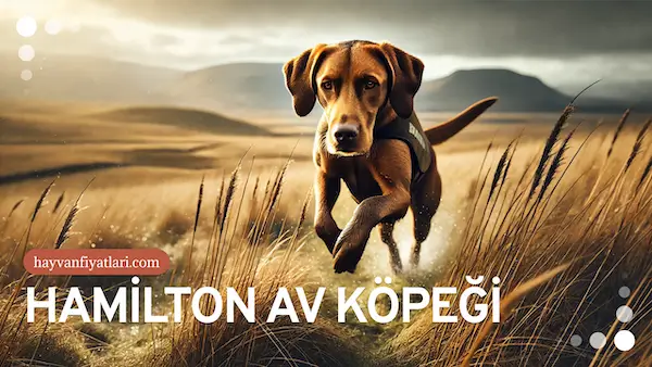 hamilton av kopegi fiyatlari