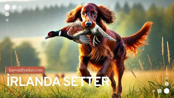 irlanda setter av kopegi fiyatlari