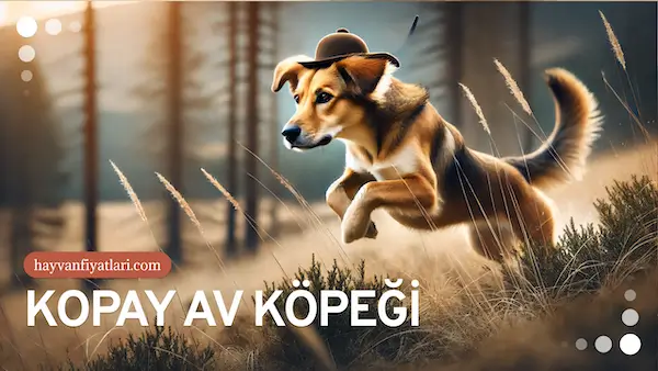 kopay av kopegi fiyatlari