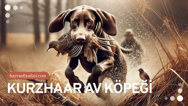kurzhaar av kopegi fiyatlari