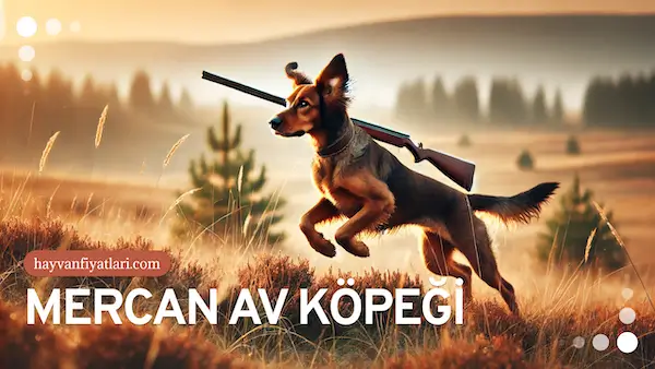mercan av kopegi fiyatlari