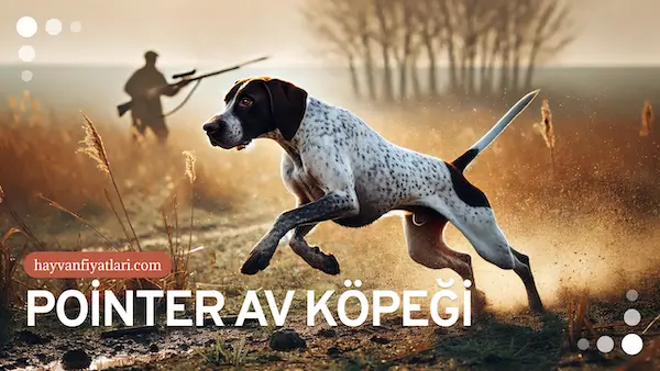 pointer av kopegi fiyatlari