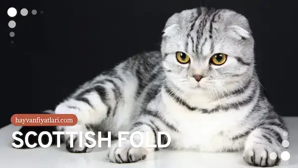 2026 scottish fold fiyatlari 1