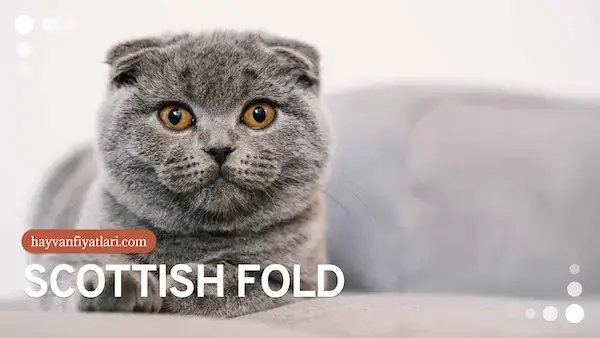 2026 scottish fold fiyatlari 3