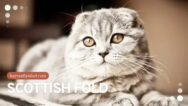 2026 scottish fold fiyatlari 4