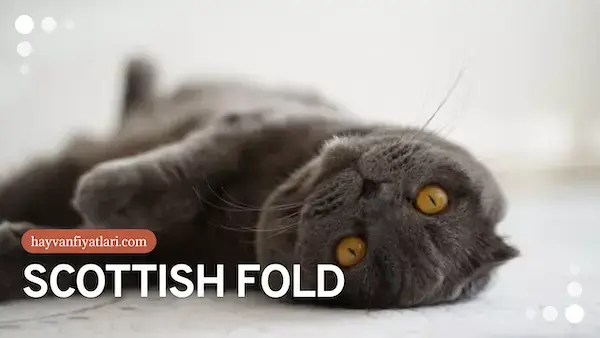 2026 scottish fold fiyatlari 6