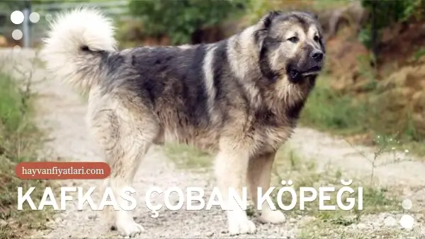 kafkas coban kopegi fiyatlari 1 kafkas coban kopegi fiyatlari 1