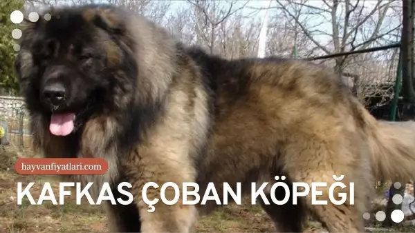 kafkas coban kopegi fiyatlari 2