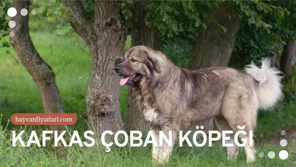 kafkas coban kopegi fiyatlari 3