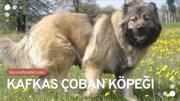 kafkas coban kopegi fiyatlari 4 kafkas coban kopegi fiyatlari 4