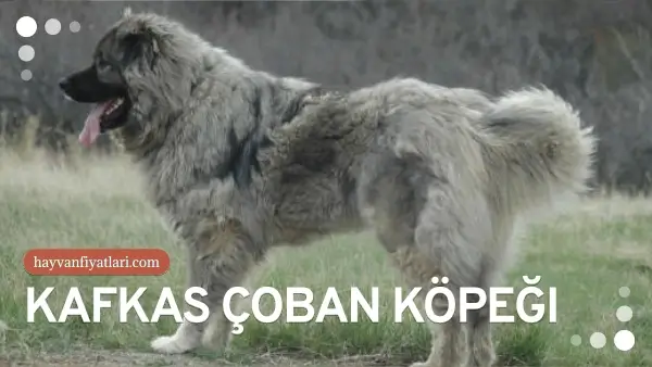 kafkas coban kopegi fiyatlari 6