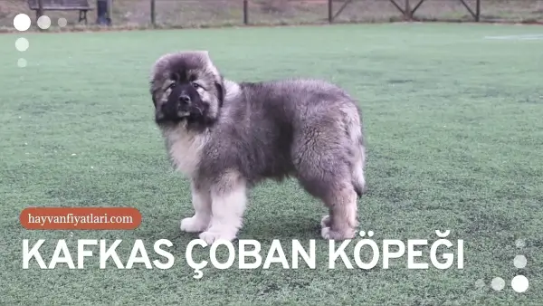 kafkas coban kopegi fiyatlari 7