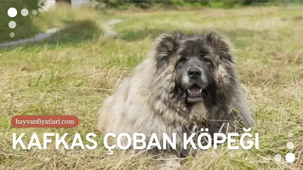 kafkas coban kopegi fiyatlari 8