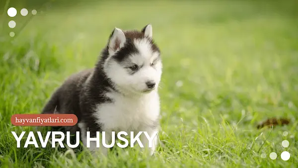 2026 husky yavru fiyatları ve mavi gözlü yavru