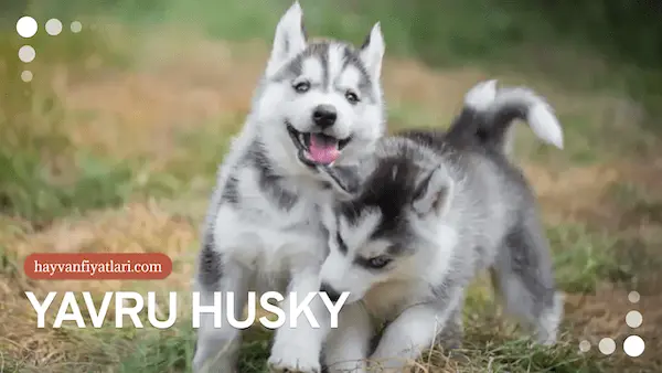 2026 husky bakım maliyetleri ve egzersiz