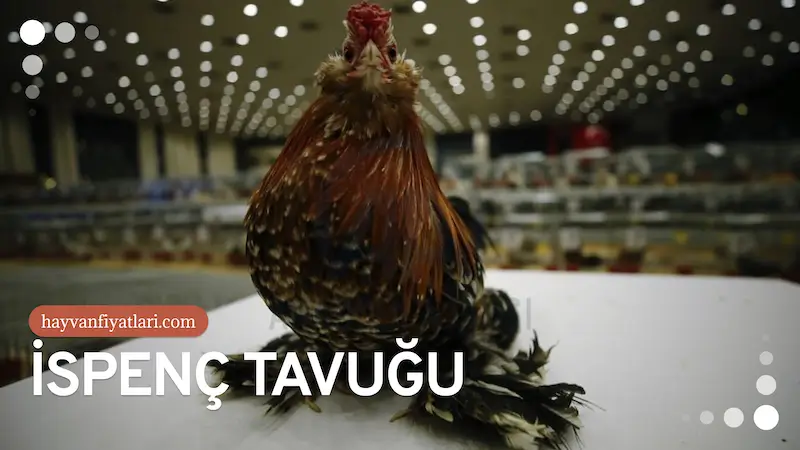 İspenç tavuk fiyatları