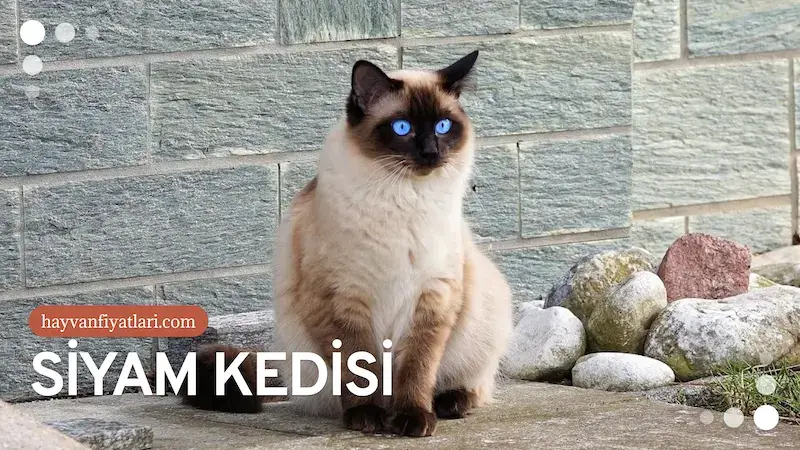 2026 Siyam Kedisi Fiyatları — mavi gözlü yavru genel görünüm