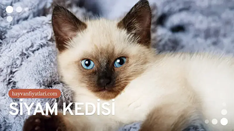 2026 Siyam Kedisi Fiyatları — oyun ve etkileşim
