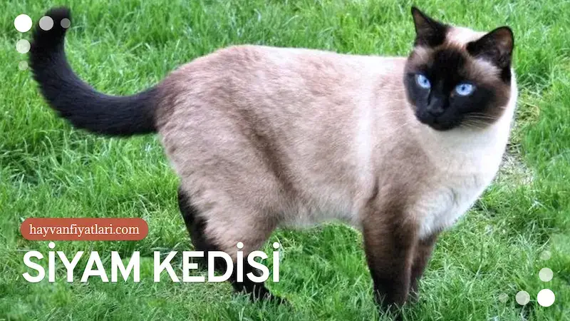 2026 Siyam Kedisi Fiyatları — maske deseni ve mavi göz detayı