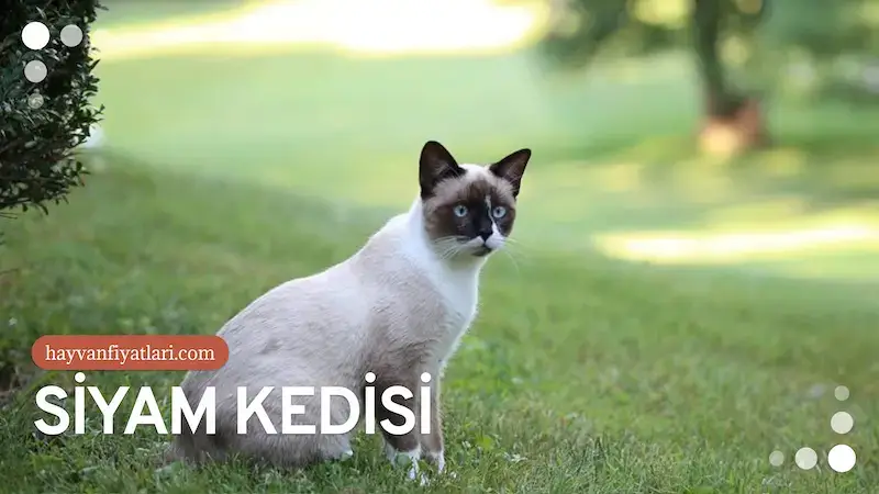 2026 Siyam Kedisi Fiyatları — sosyalleşmiş yetişkin