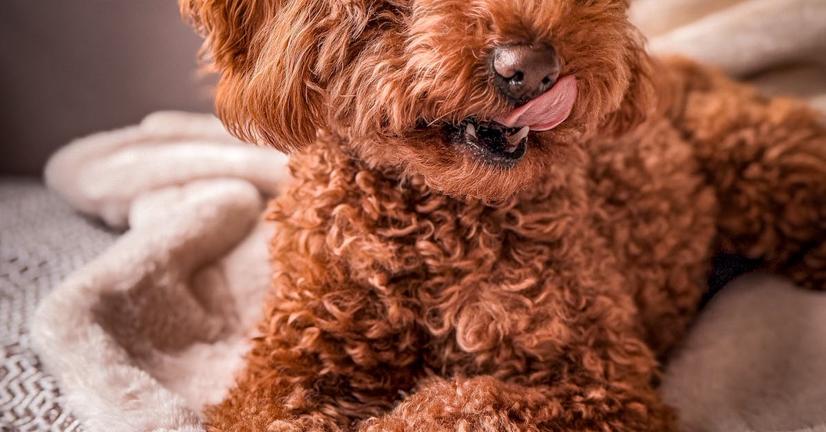 2026 yavru poodle fiyatları — toy, mini ve standart varyantlar