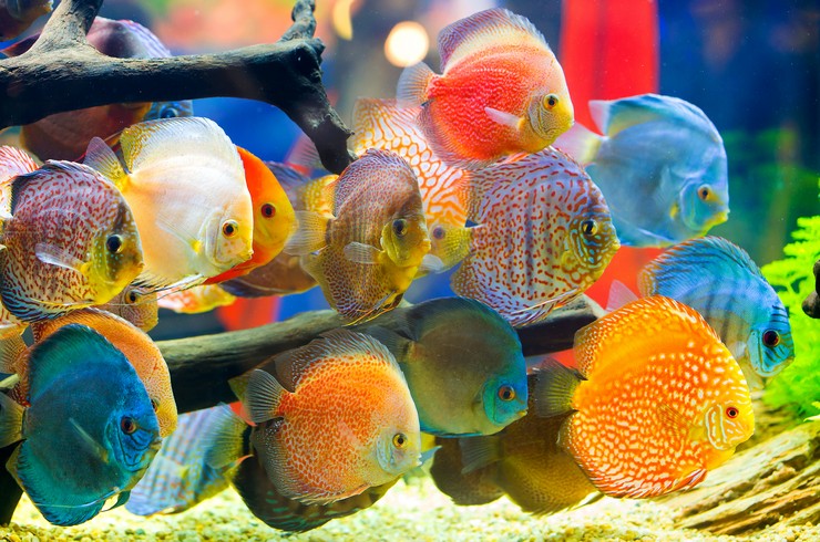 discus baligi fiyatlari