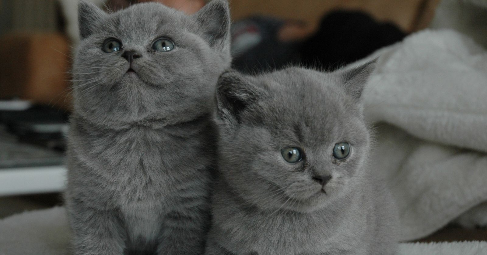 gri kedi fiyatlari