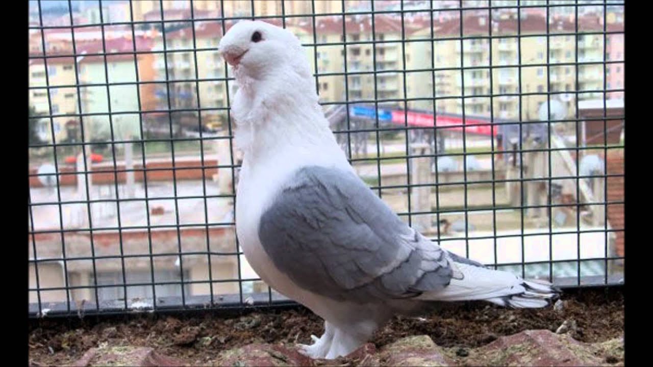 hunkari guvercin fiyatlari 2