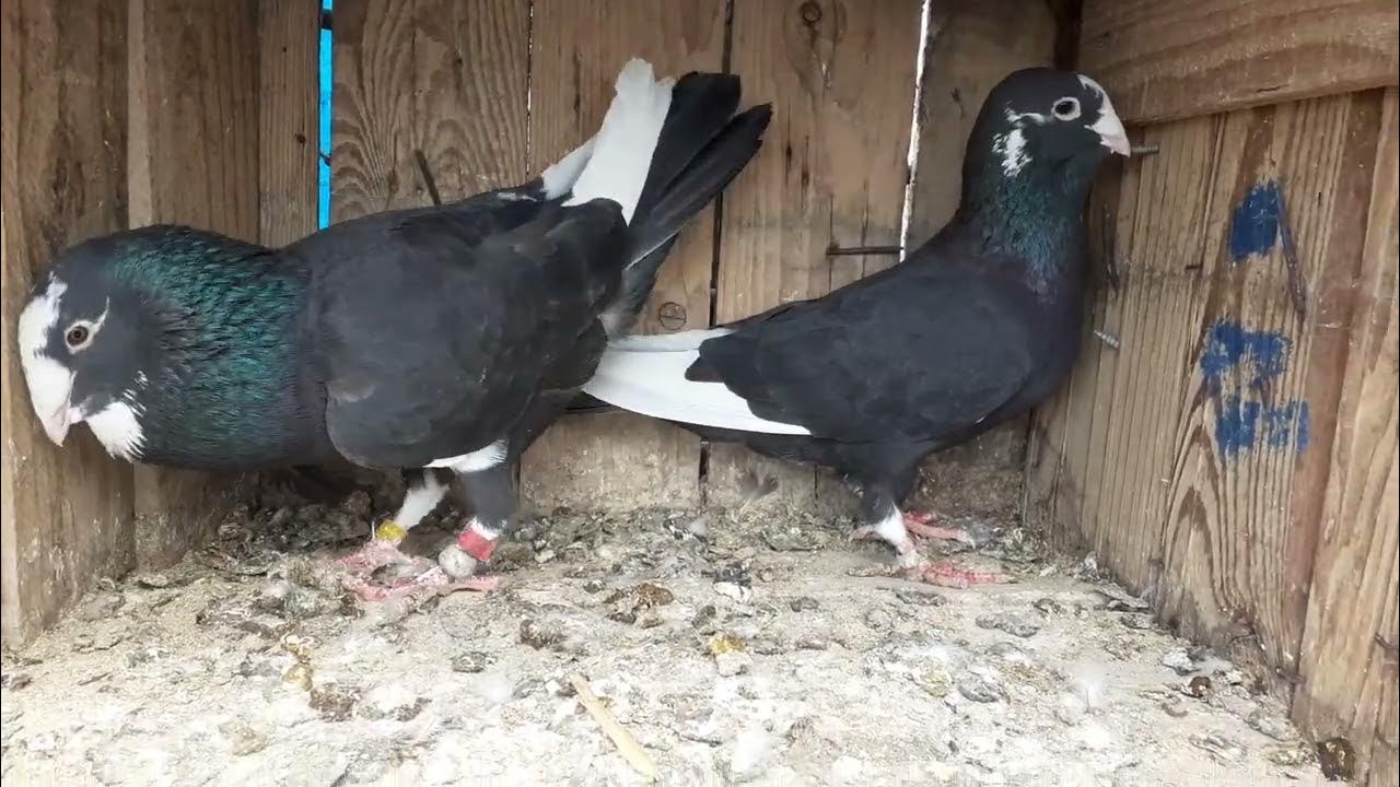 adana guvercini fiyatlari 6